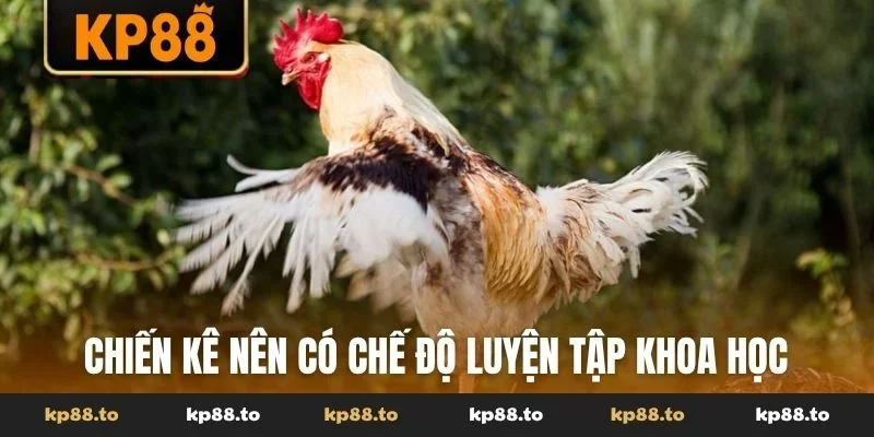 Chiến kê nên có chế độ luyện tập khoa học