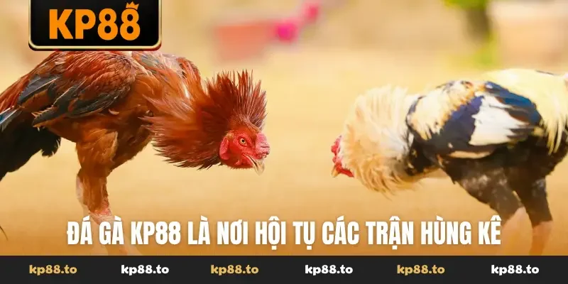 Đá gà KP88 là nơi hội tụ các trận hùng kê