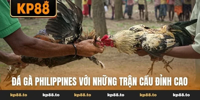 Đá gà Philippines với những trận cầu đỉnh cao