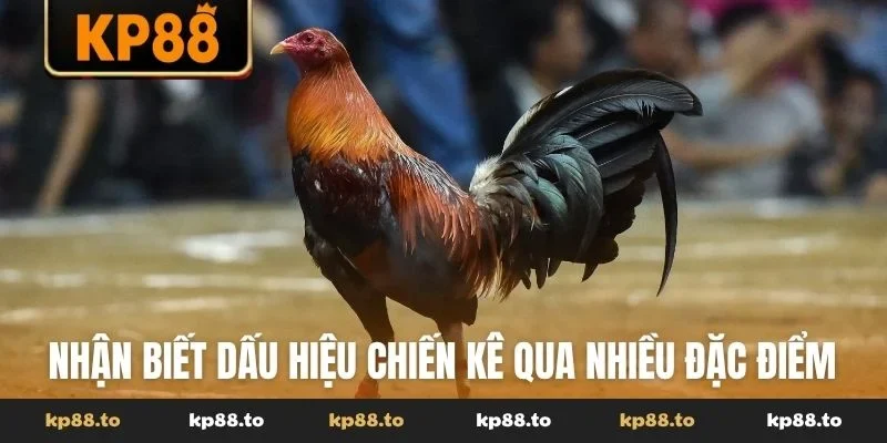 Nhận biết dấu hiệu chiến kê qua nhiều đặc điểm cơ bản