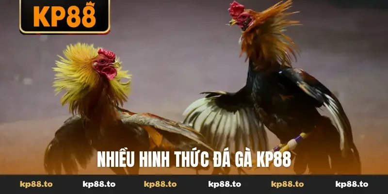 Sân chơi đá gà KP88 có bình luận chuyên nghiệp